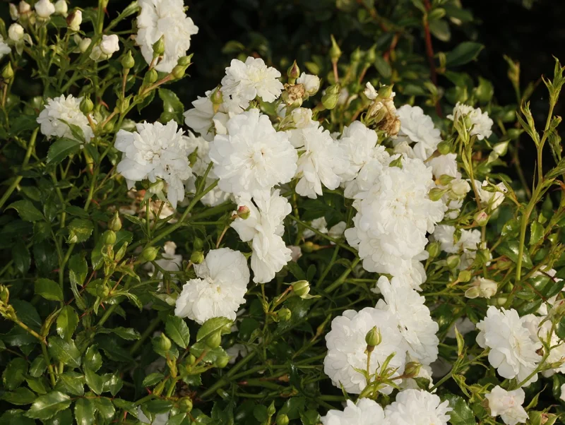 Rosa Fairy Wit (Roos)