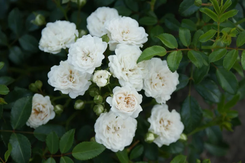 Rosa Fairy Wit (Roos)-3