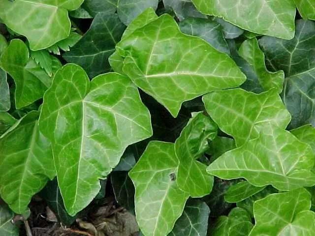 Hedera Hibernica (Bodembedekker)-3