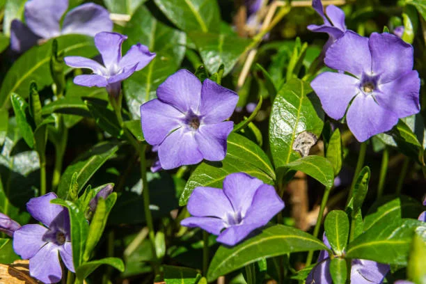 Vinca Minor