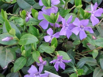 Vinca Minor-2