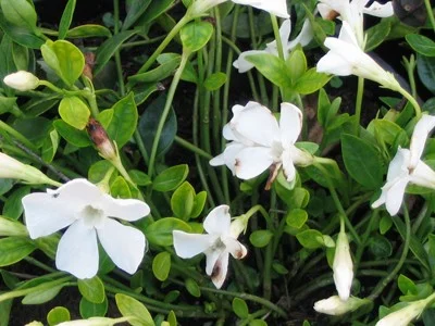 Vinca Minor Gertrude Jekyll