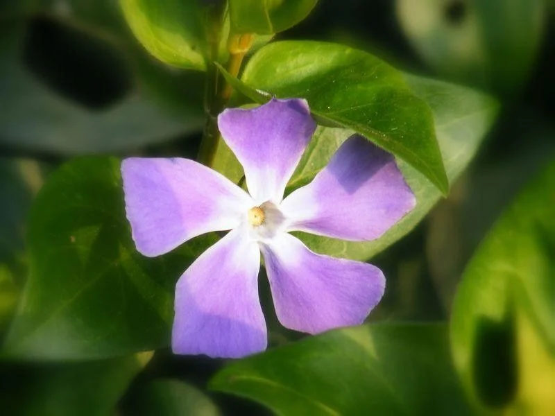 Vinca Major