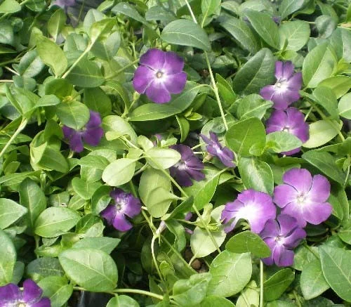 Vinca Minor Atropurpurea