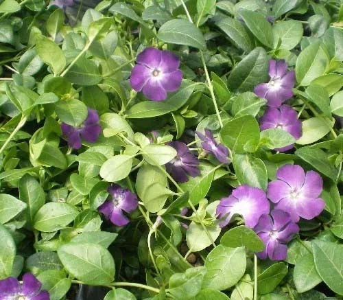 Vinca Minor 'Atropurpurea' (Kleinblättriges Immergrün)