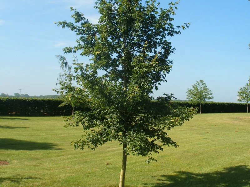 Acer Campestre (Veldesdoorn)-2