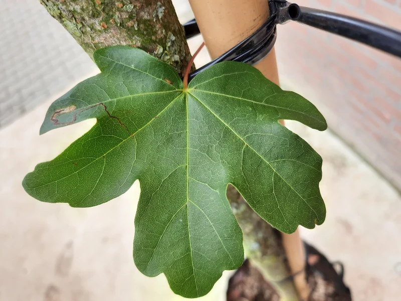 Acer Campestre (Veldesdoorn)-3