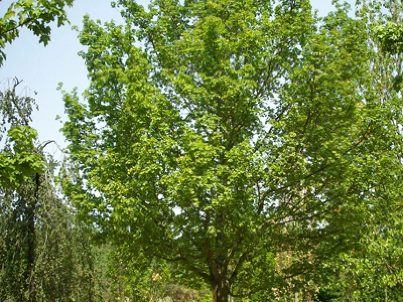 Acer Campestre Elsrijk (Veldesdoorn)