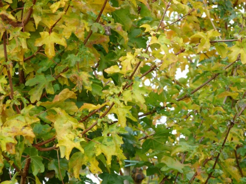 Acer Campestre Elsrijk (Veldesdoorn)-3