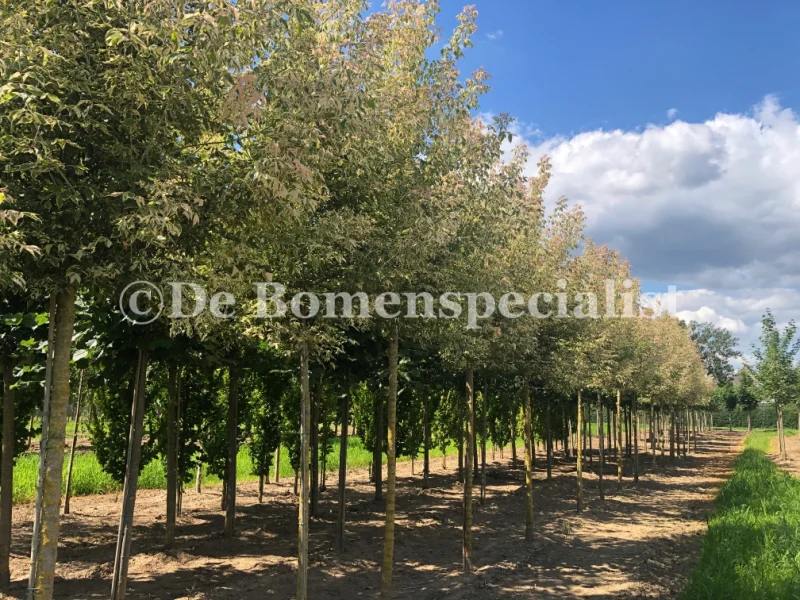 Acer Negundo Flamingo (Vederesdoorn)