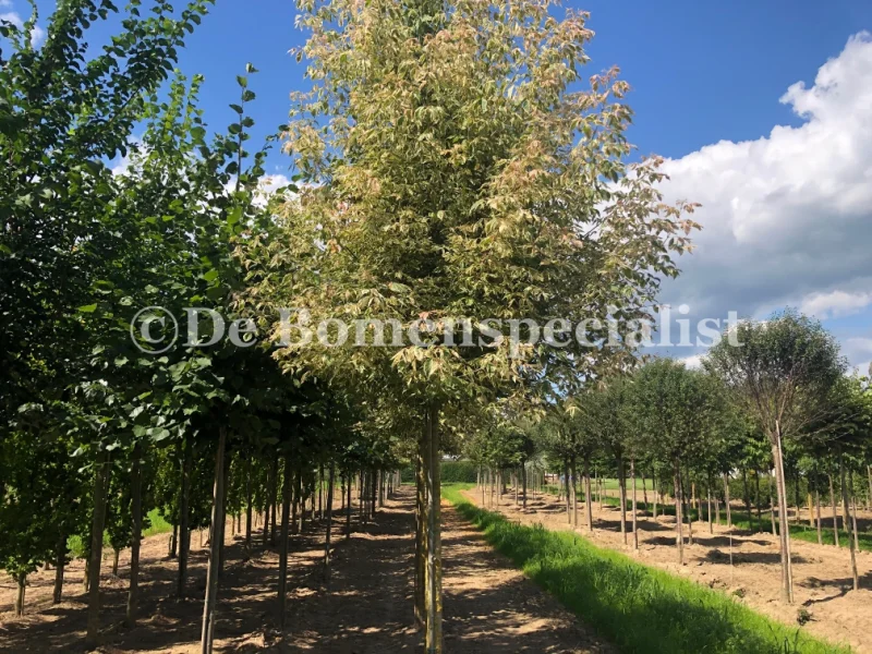Acer Negundo Flamingo (Vederesdoorn)-2