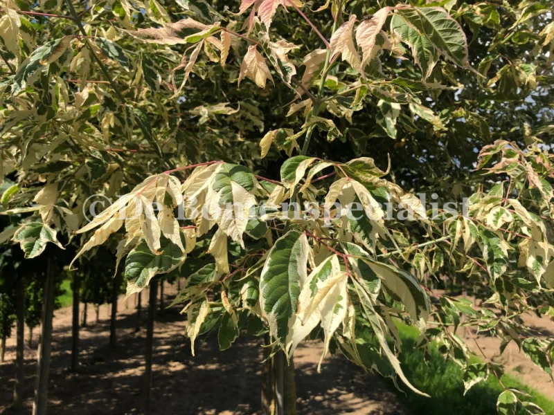 Acer Negundo Flamingo (Vederesdoorn)-3