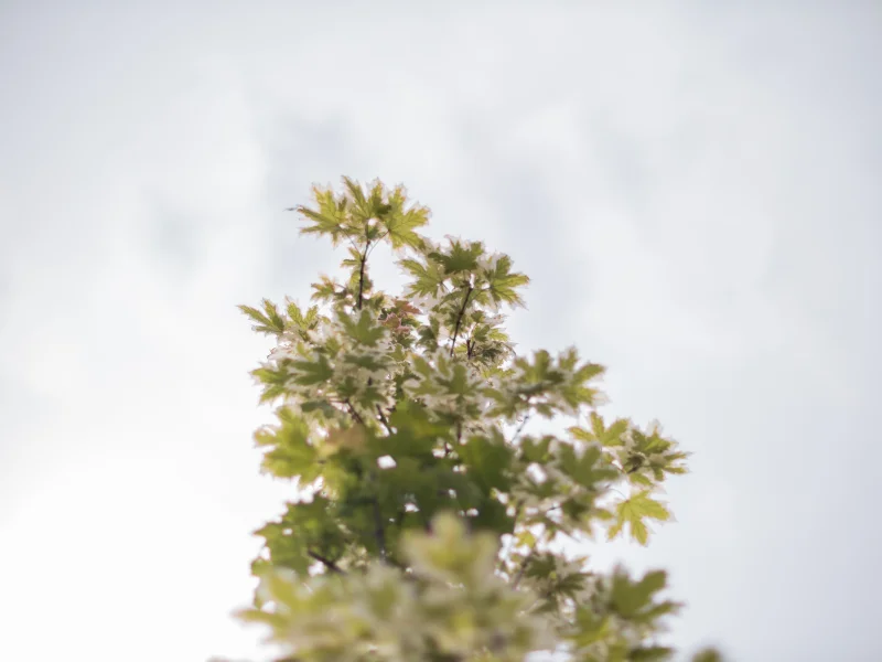 Acer Negundo Flamingo (Vederesdoorn)-4