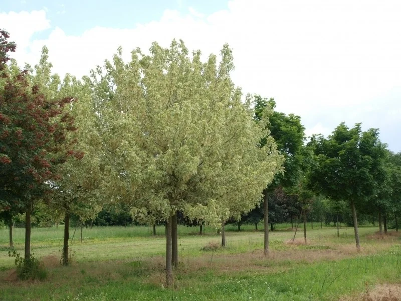 Acer Negundo Variegatum (Vederesdoorn)-1