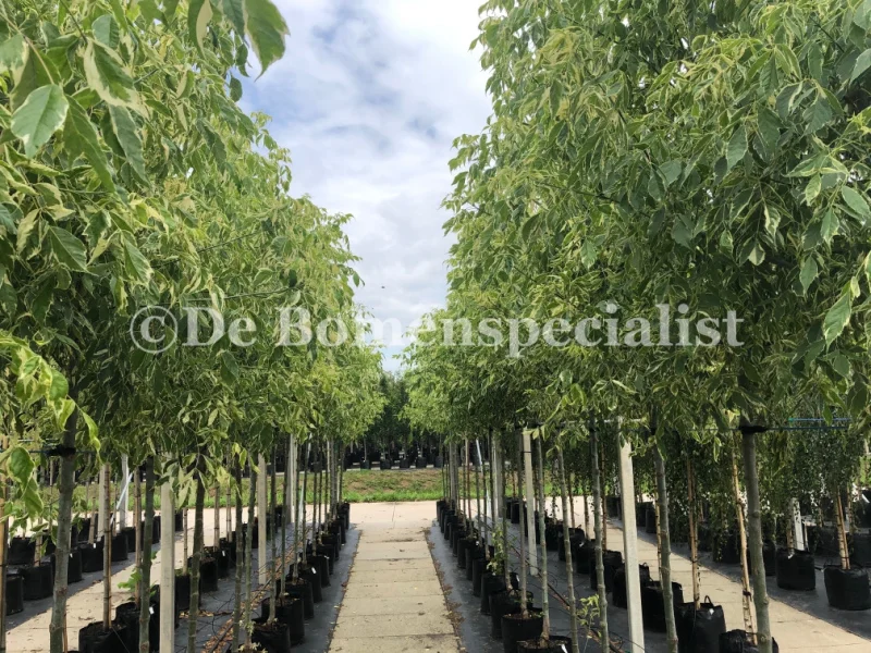 Acer Negundo Variegatum (Vederesdoorn)-2