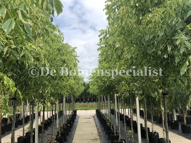 Acer Negundo Variegatum (Eschenahorn)