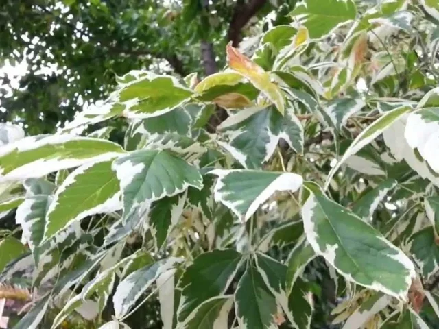 Acer Negundo Variegatum (Eschenahorn)