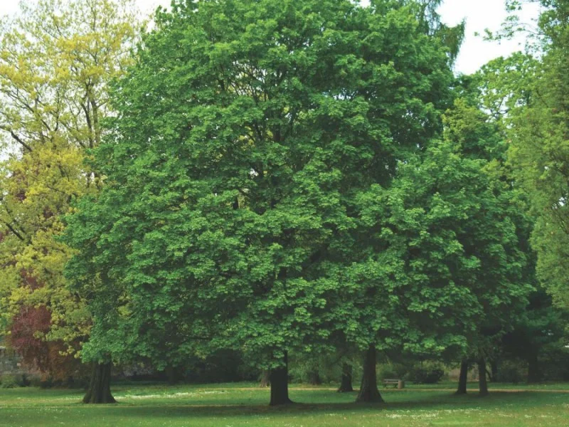 Acer Platanoides (Noorse Esdoorn)