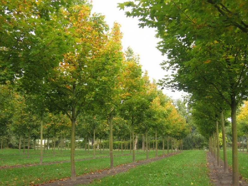 Acer Platanoides Emerald Queen (Noorse Esdoorn)