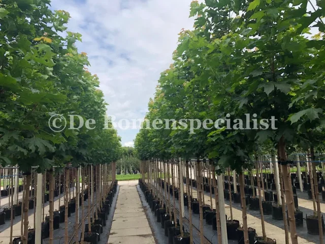 Acer Platanoides Emerald Queen (Spitzahorn)