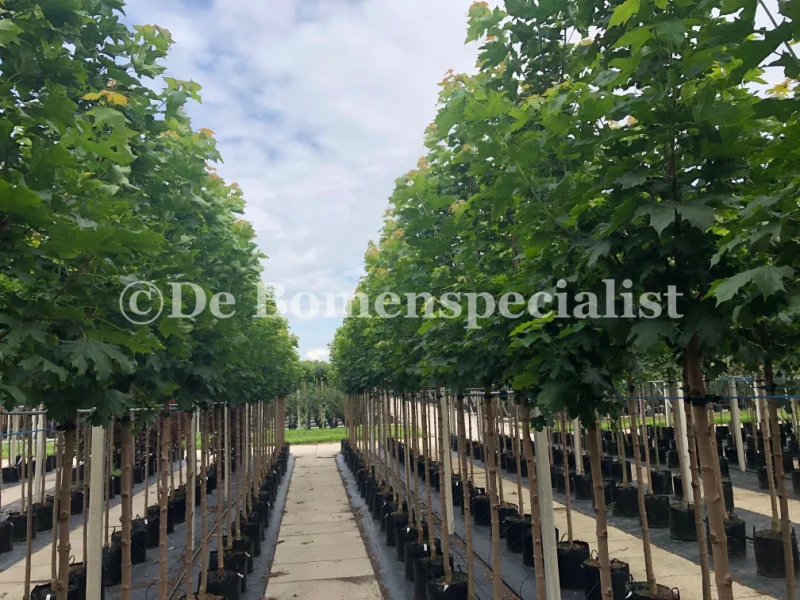 Acer Platanoides Emerald Queen (Noorse Esdoorn)