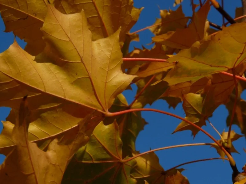 Acer Platanoides Emerald Queen (Noorse Esdoorn)-4