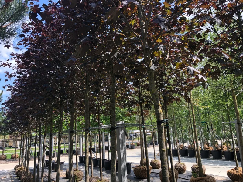 Acer Platanoides Royal Red (Esdoorn)