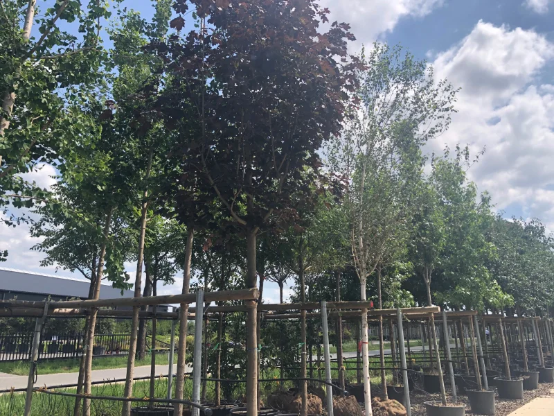 Acer Platanoides Royal Red (Esdoorn)-3