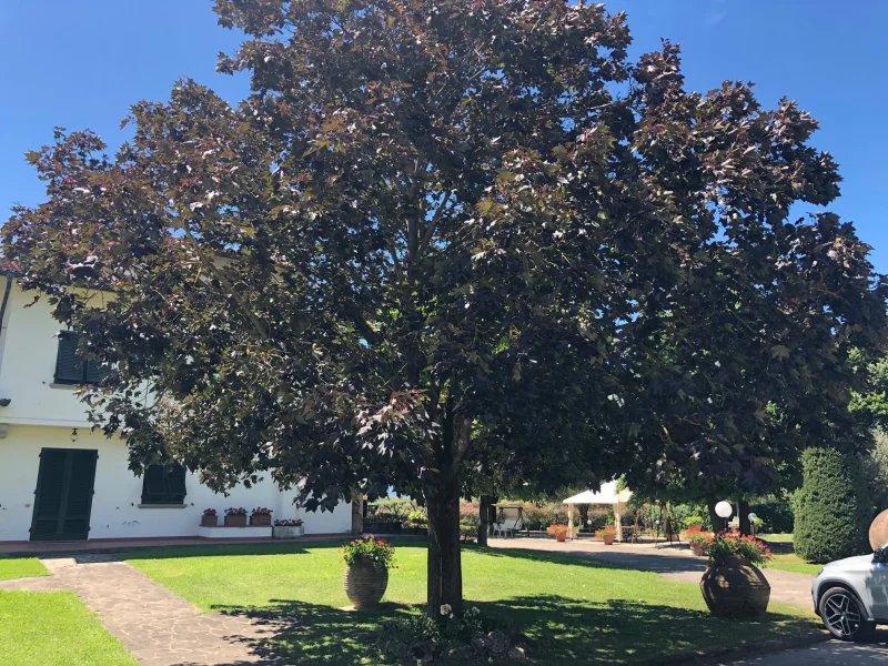 Acer Platanoides Royal Red (Esdoorn)-6