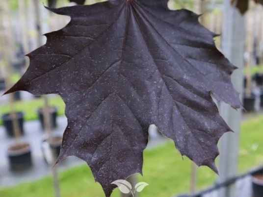 Acer Platanoides Royal Red (Esdoorn)-7