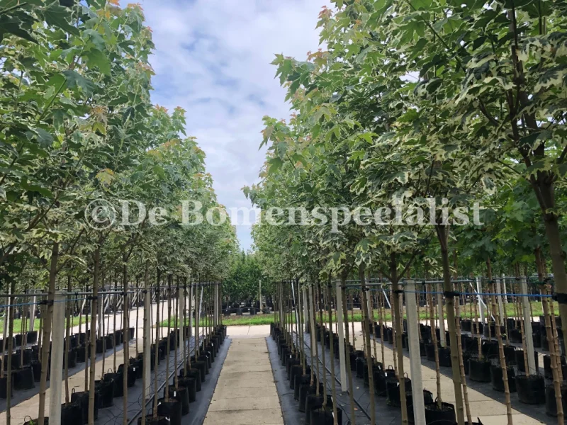 Acer Platanoides Drummondii (Noorse Esdoorn)-1