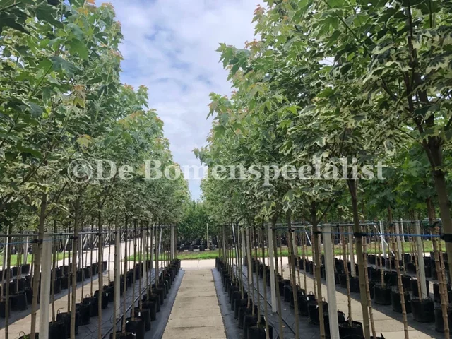 Acer Platanoides Drummondii (Ahorn)