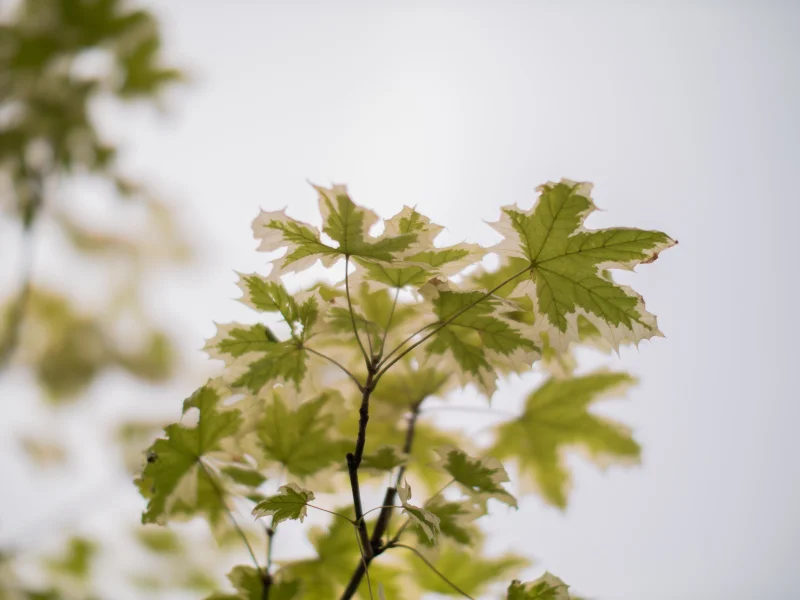 Acer Platanoides Drummondii (Noorse Esdoorn)-5
