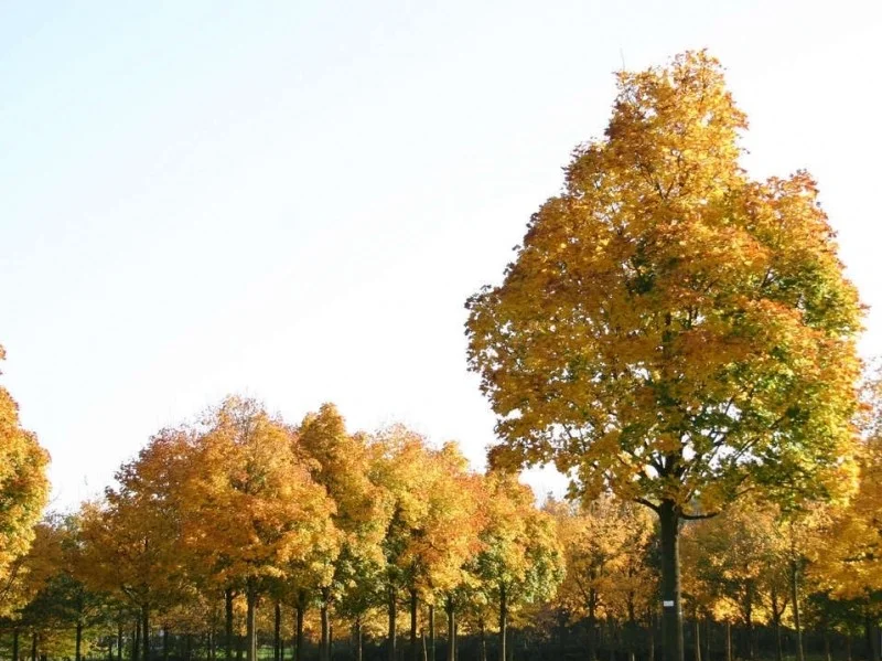 Acer Platanoides Columnare (Smalle Noorse Esdoorn)