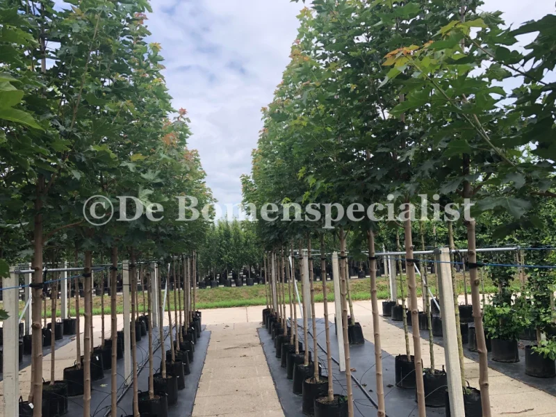 Acer Platanoides Columnare (Smalle Noorse Esdoorn)-2
