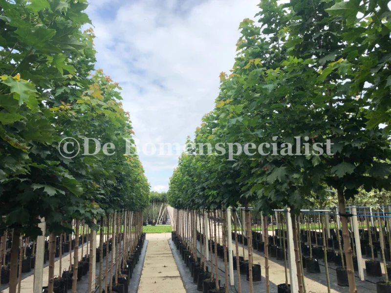 Acer Platanoides Columnare (Smalle Noorse Esdoorn)-3