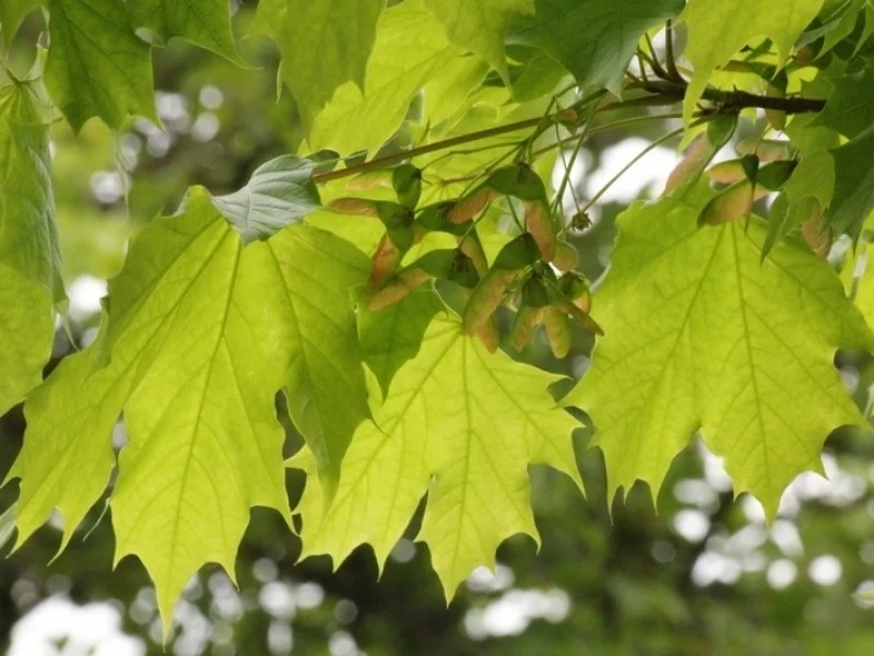 Acer Platanoides Columnare (Smalle Noorse Esdoorn)-4