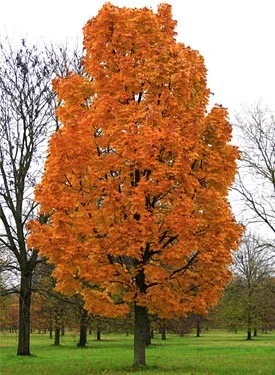 Acer Platanoides Columnare (Smalle Noorse Esdoorn)-5