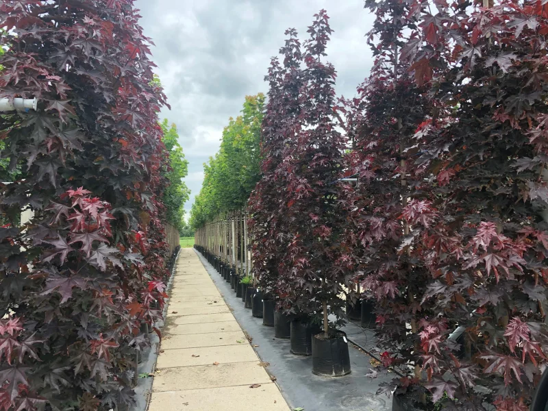 Acer Platanoides Crimson Sentry (Smalle Esdoorn)