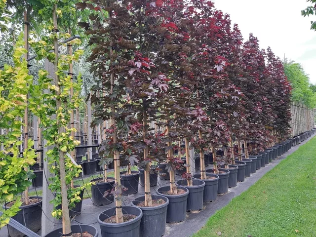 Acer platanoides Crimson Sentry (Schmale Ahorn)