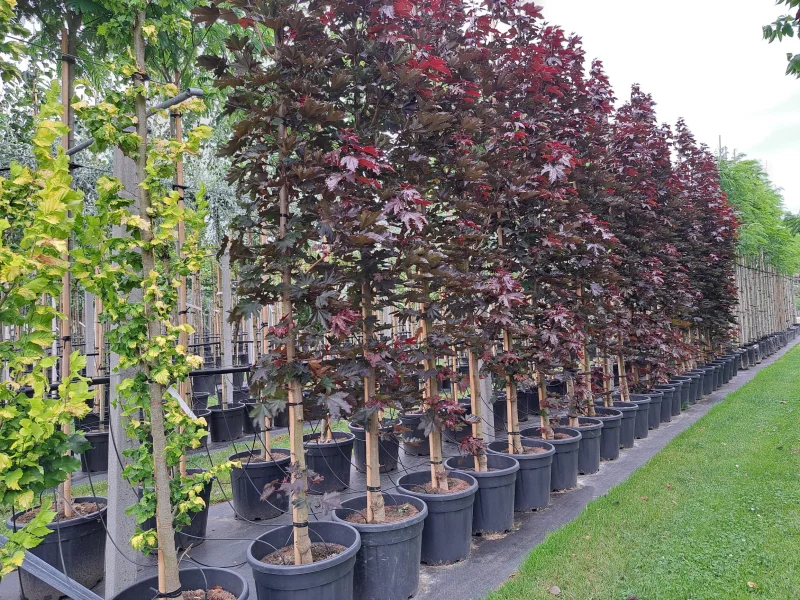 Acer Platanoides Crimson Sentry (Smalle Esdoorn)