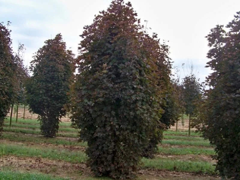 Acer Platanoides Crimson Sentry (Smalle Esdoorn)-3