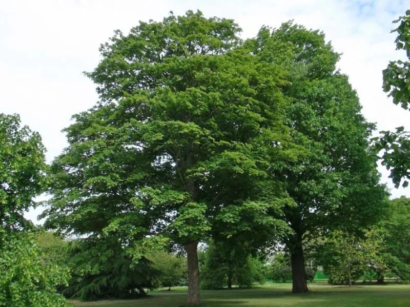 Acer Pseudoplatanus (Bergesdoorn / Gewone Esdoorn)