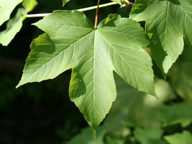 Acer Pseudoplatanus (Bergesdoorn / Gewone Esdoorn)