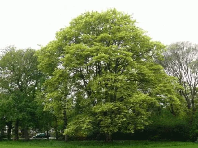 Acer Pseudoplatanus Leopoldii (Bergahorn)
