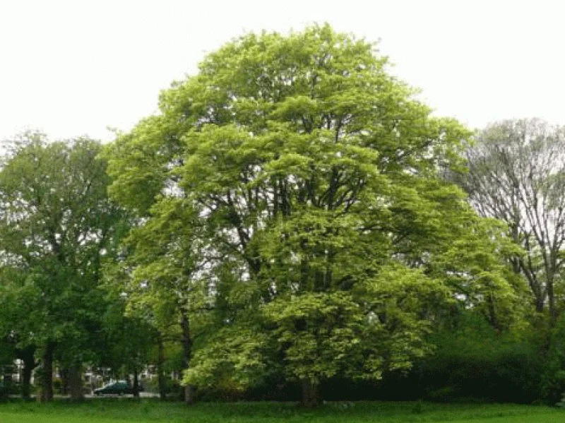 Acer Pseudoplatanus Leopoldii (Gewone Esdoorn)