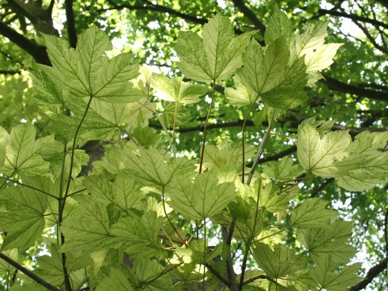 Acer Pseudoplatanus Leopoldii (Gewone Esdoorn)