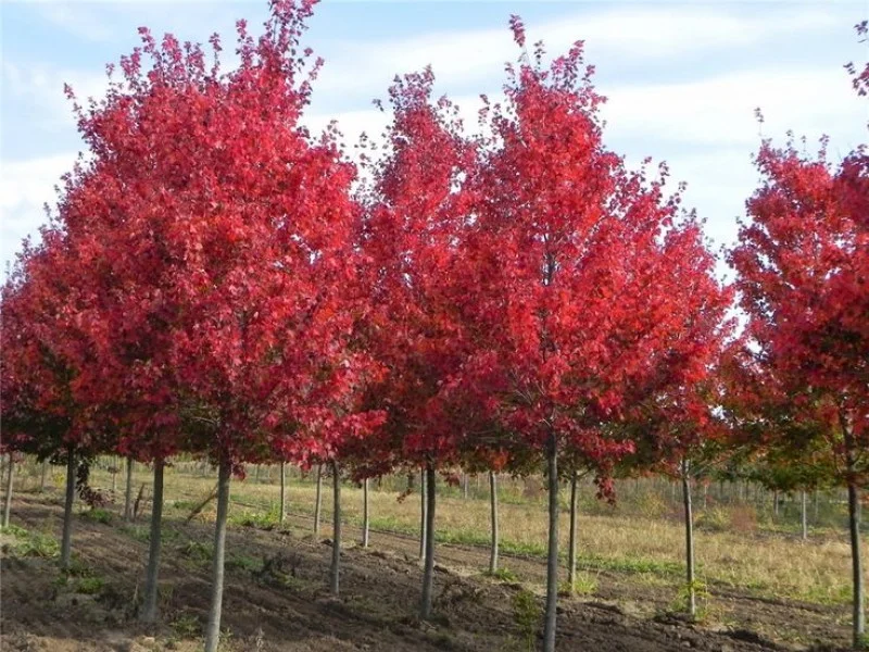 Acer Rubrum (Rode Esdoorn)-1