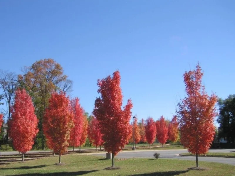 Acer Rubrum (Rode Esdoorn)