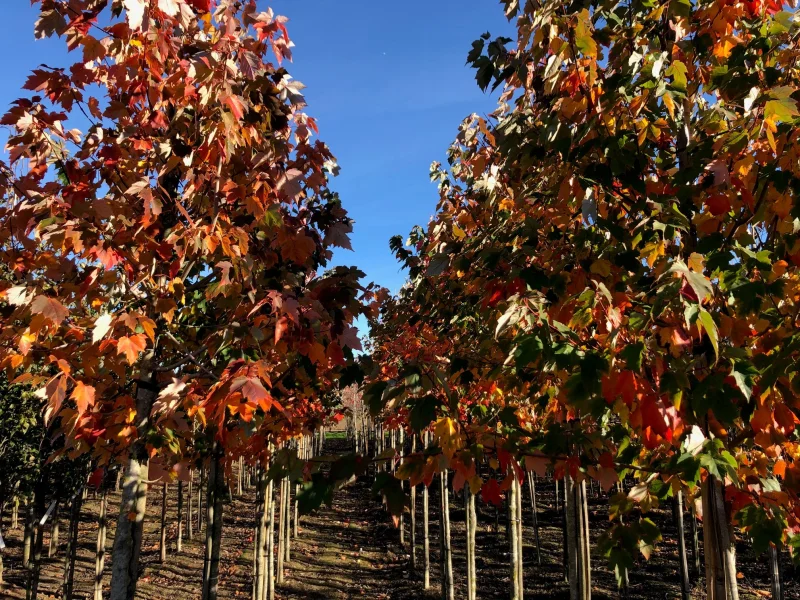 Acer Rubrum Red Sunset (Rode Esdoorn)-1